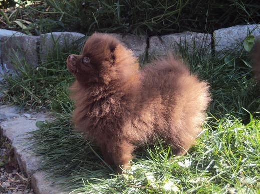 Joyce Des Souffles Sacres