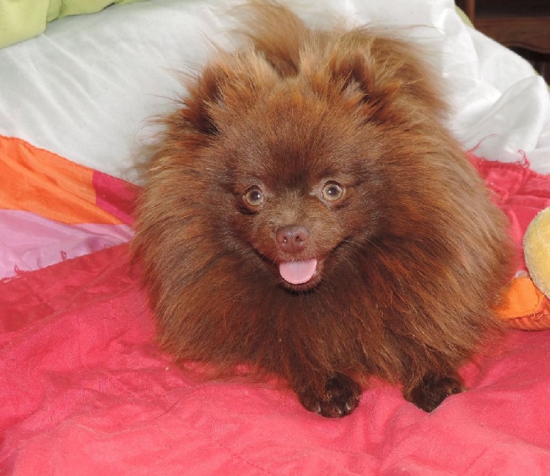 Joyce Des Souffles Sacres