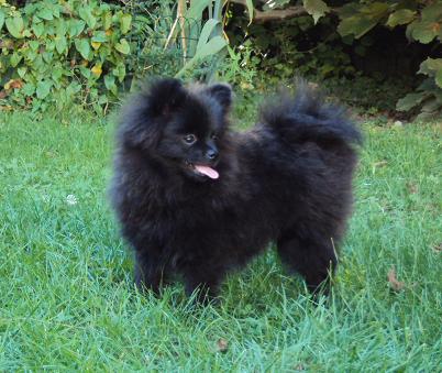 CH. Hayko Des Souffles Sacres