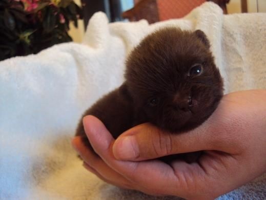 Joyce Des Souffles Sacres