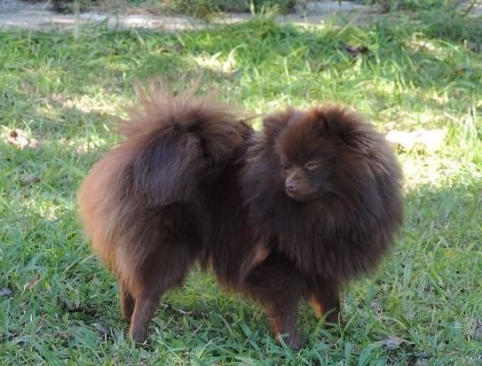 Joyce Des Souffles Sacres