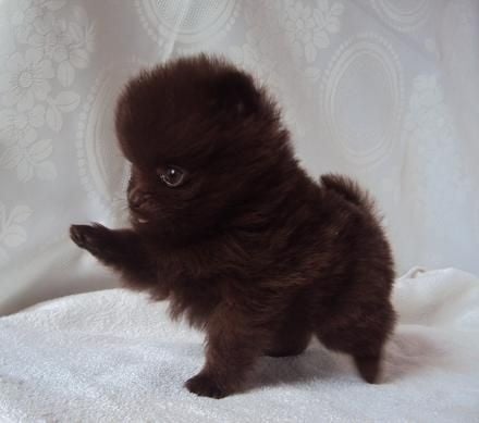 Joyce Des Souffles Sacres