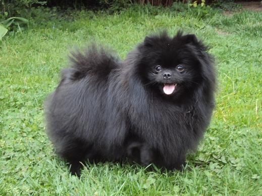 CH. Hayko Des Souffles Sacres