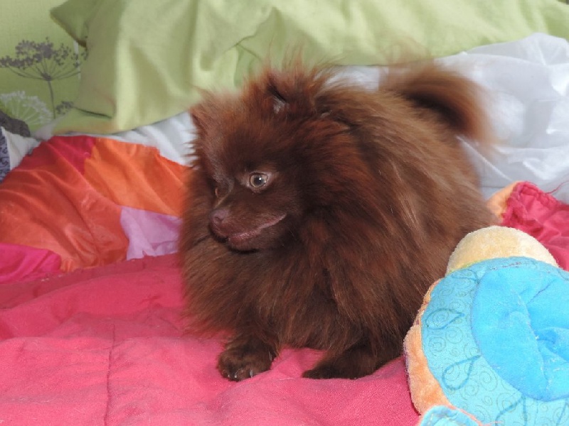 Joyce Des Souffles Sacres