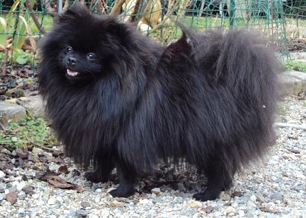 CH. Hayko Des Souffles Sacres