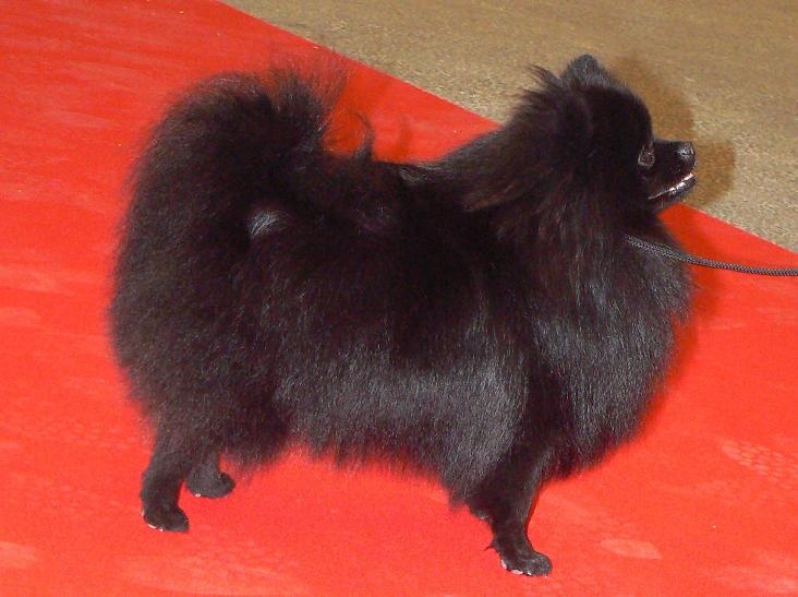 CH. Hayko Des Souffles Sacres