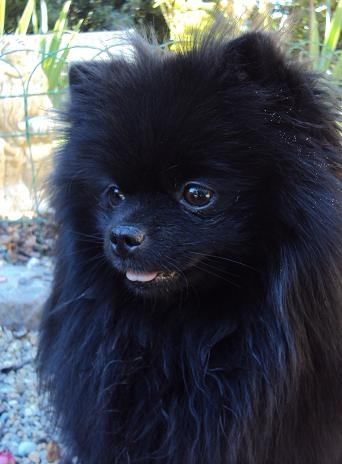 CH. Hayko Des Souffles Sacres