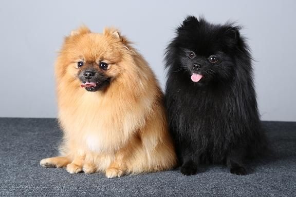 CH. Hayko Des Souffles Sacres