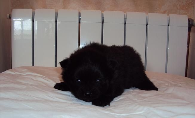 CH. Hayko Des Souffles Sacres