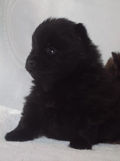 Justy Des Souffles Sacres