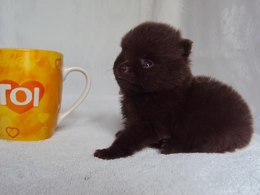 Joyce Des Souffles Sacres