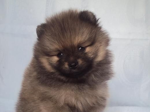 Jaya Des Souffles Sacres