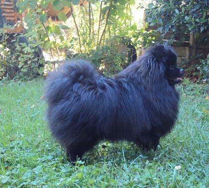 CH. Hayko Des Souffles Sacres