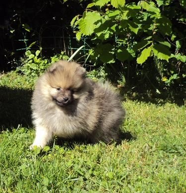 Jaya Des Souffles Sacres