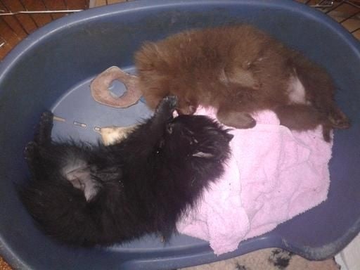 Joyce Des Souffles Sacres