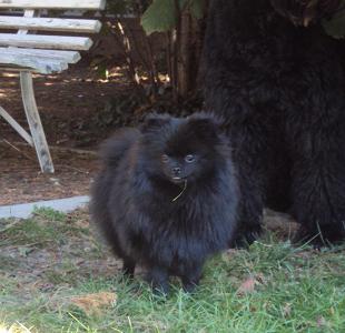 CH. Hayko Des Souffles Sacres