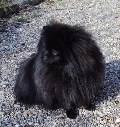 CH. Hayko Des Souffles Sacres