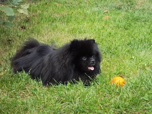 CH. Hayko Des Souffles Sacres