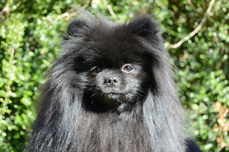 CH. Hayko Des Souffles Sacres