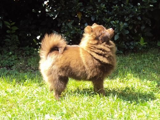 Joyce Des Souffles Sacres