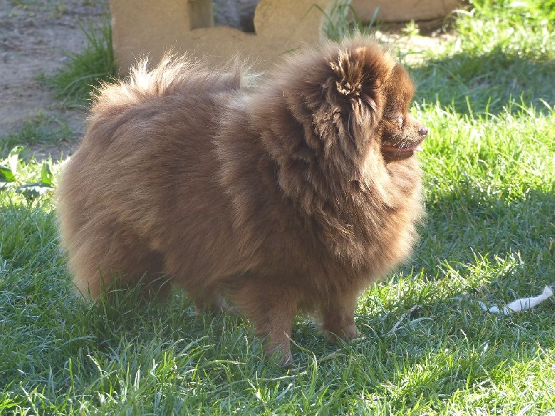 Joyce Des Souffles Sacres