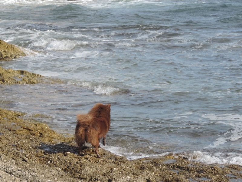 Joyce Des Souffles Sacres