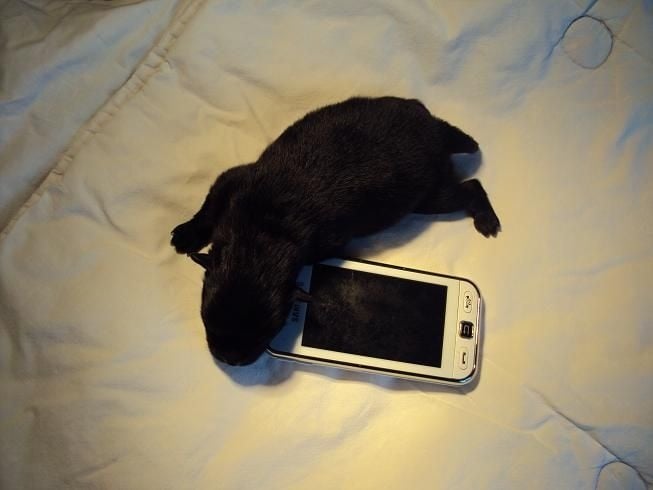 CH. Hayko Des Souffles Sacres