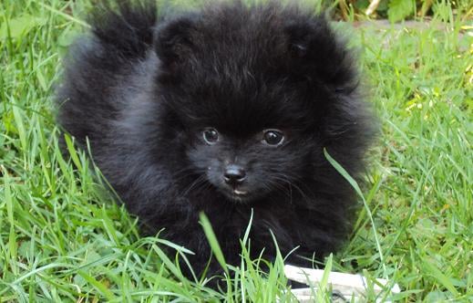 CH. Hayko Des Souffles Sacres