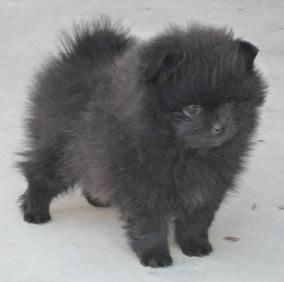 CH. Hayko Des Souffles Sacres