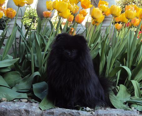 CH. Hayko Des Souffles Sacres