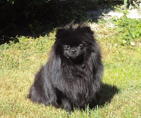 CH. Hayko Des Souffles Sacres