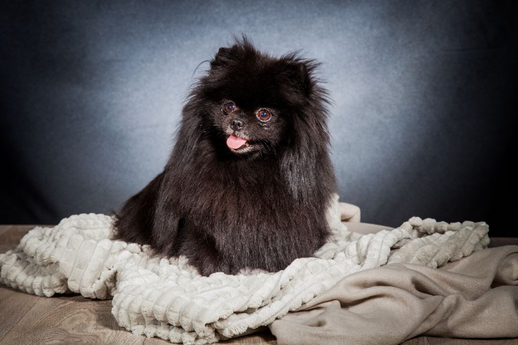 CH. Hayko Des Souffles Sacres