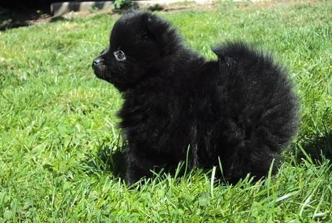 Justy Des Souffles Sacres