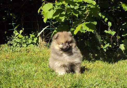 Jaya Des Souffles Sacres