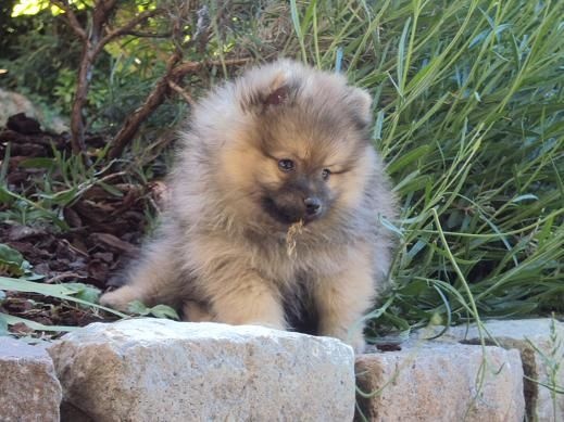 Jaya Des Souffles Sacres