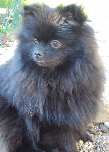 CH. Hayko Des Souffles Sacres