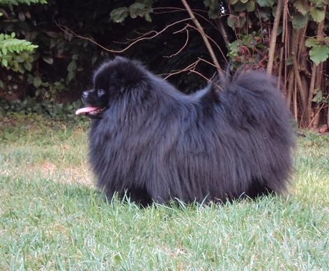 CH. Hayko Des Souffles Sacres