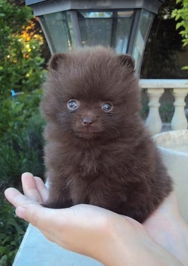 Joyce Des Souffles Sacres