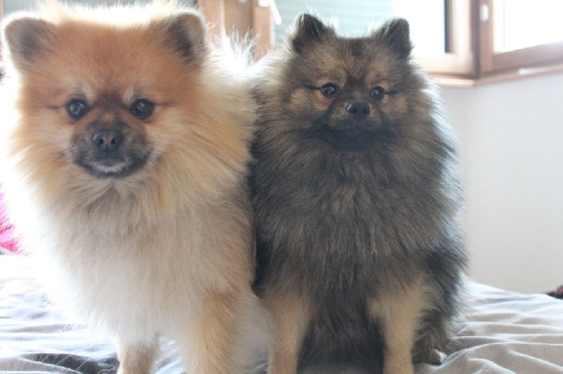 Jaya Des Souffles Sacres