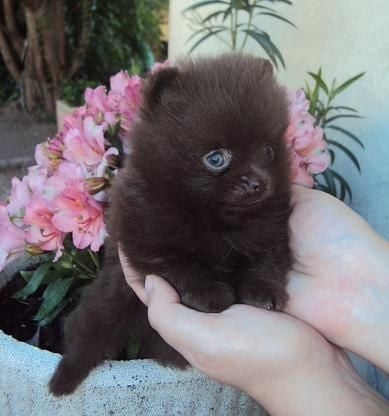 Joyce Des Souffles Sacres