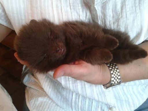 Joyce Des Souffles Sacres