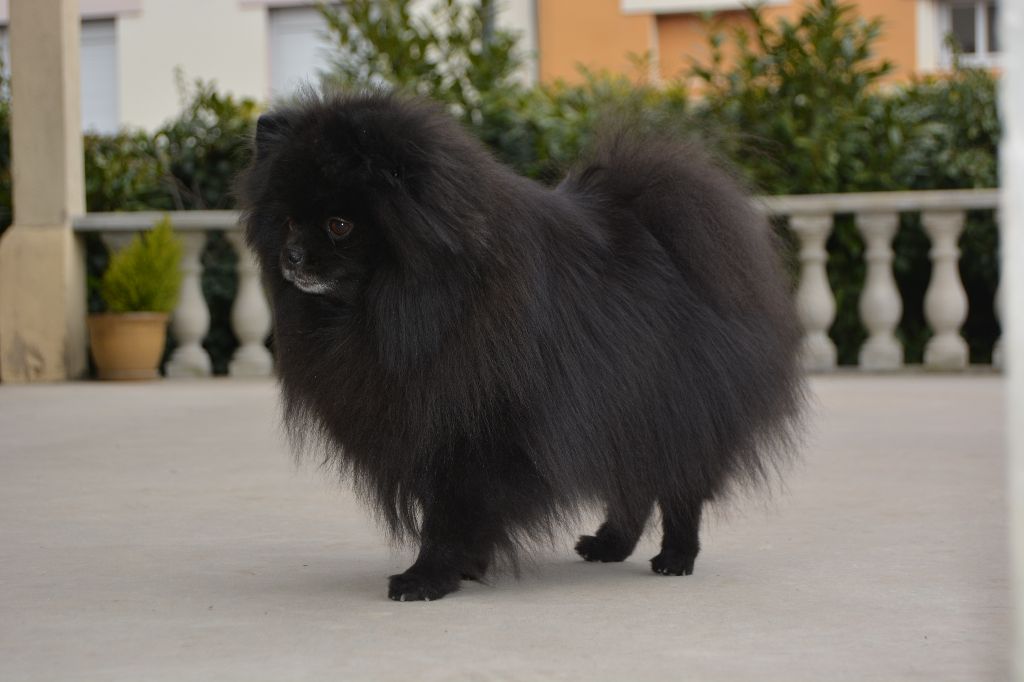 CH. Hayko Des Souffles Sacres