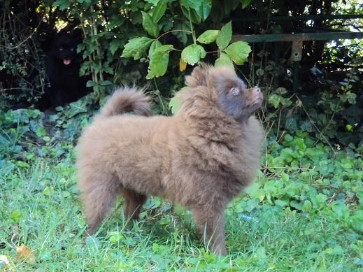 Joyce Des Souffles Sacres