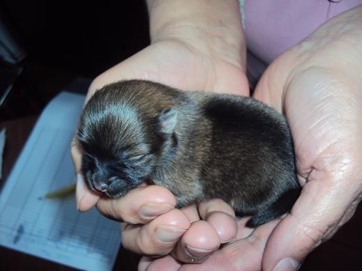 Jaya Des Souffles Sacres