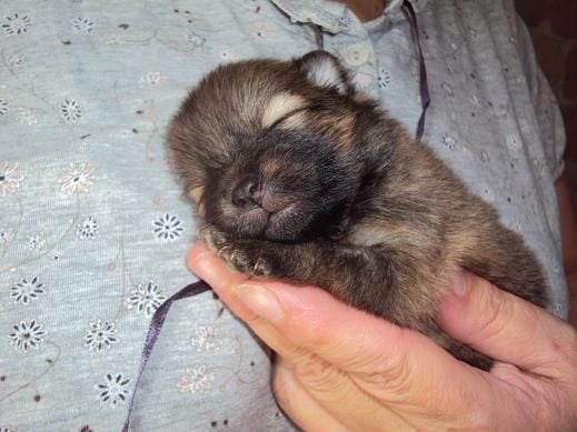 Jaya Des Souffles Sacres