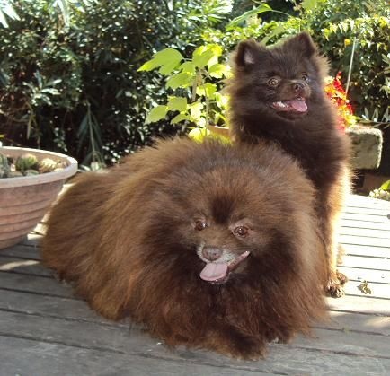 Joyce Des Souffles Sacres