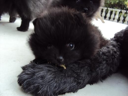 CH. Hayko Des Souffles Sacres