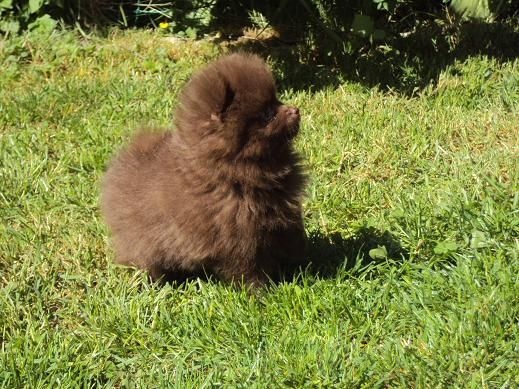 Joyce Des Souffles Sacres