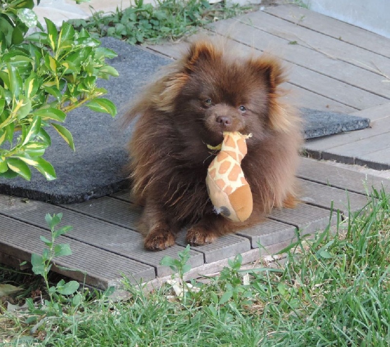 Joyce Des Souffles Sacres