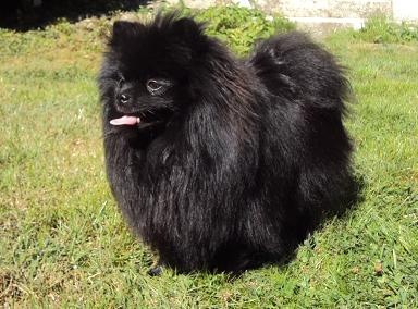 CH. Hayko Des Souffles Sacres